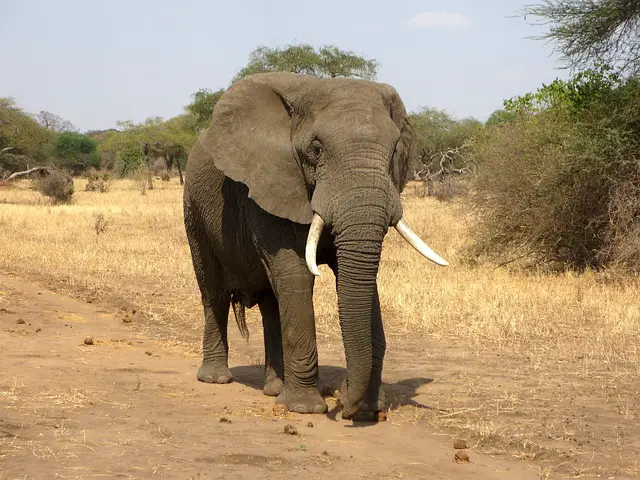 African Elephant Facts For Kids | African Elephant Diet & Habitat