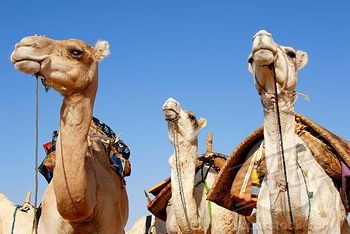 Camel Facts For Kids | Interesting Facts about Camels Diet & Habitat