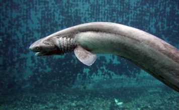 Frilled Shark Facts | Frilled Shark Habitat & Diet