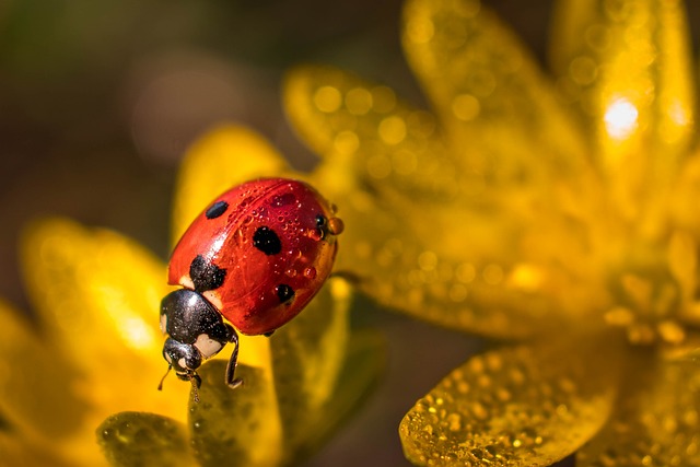 Ladybird Facts For Kids | Facts about Ladybirds For Kids