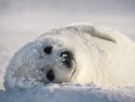 Harp Seal Facts For Kids | Harp Seal Habitat