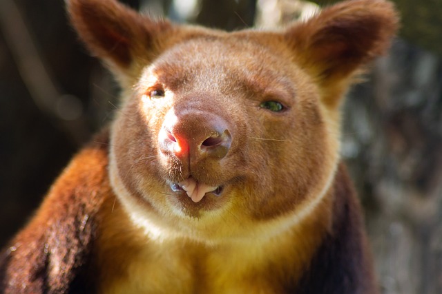 Tree Kangaroo Facts Follow Me For Tree Kangaroo Diet Habitat