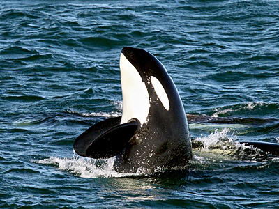 Killer Whale (Orcinus orca) - Animals Time