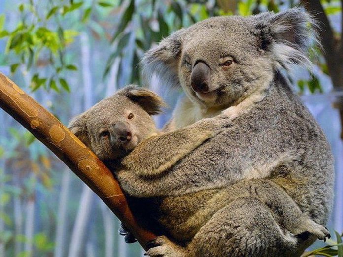 Koala Bear Facts For Kids | Koala Bear Diet & Habitat