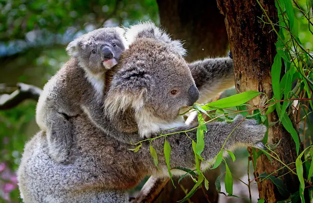 Koala Facts For Kids | Koalas Habitat, Diet, Behavior