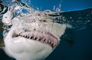 Lemon Shark Facts | Lemon Shark Diet & Habitat