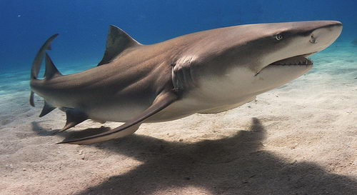 Lemon Shark Facts | Lemon Shark Diet & Habitat