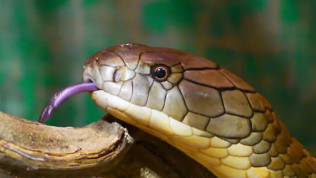 King Cobra Facts For Kids | Amazing Cobra Snake Facts