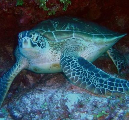 Loggerhead Turtle Facts | Amazing Loggerhead Sea Turtle Facts