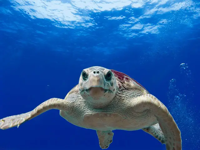Loggerhead Turtle Facts | Amazing Loggerhead Sea Turtle Facts