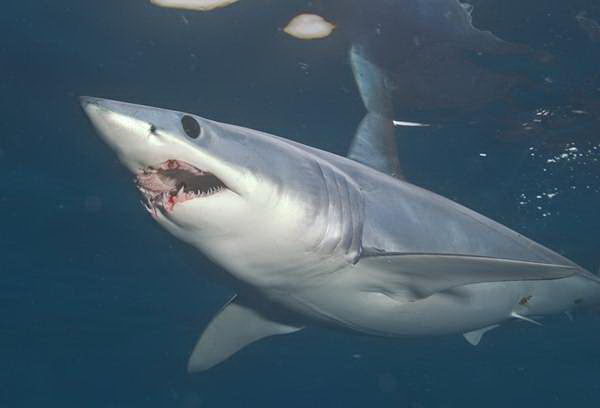 Опасна ли акула мако. Акула мако. Короткопалая акула мако. Гигантская акула мако. Shortfin Mako Shark.