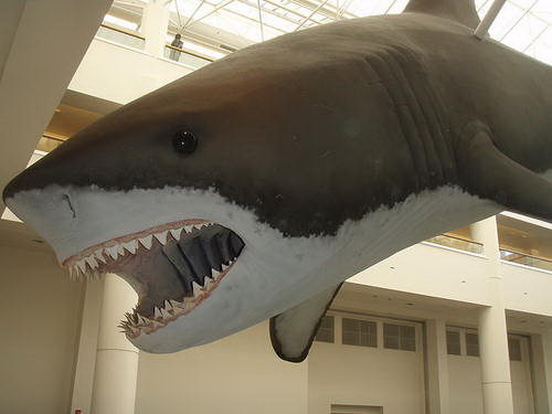 Megalodon Shark pictures
