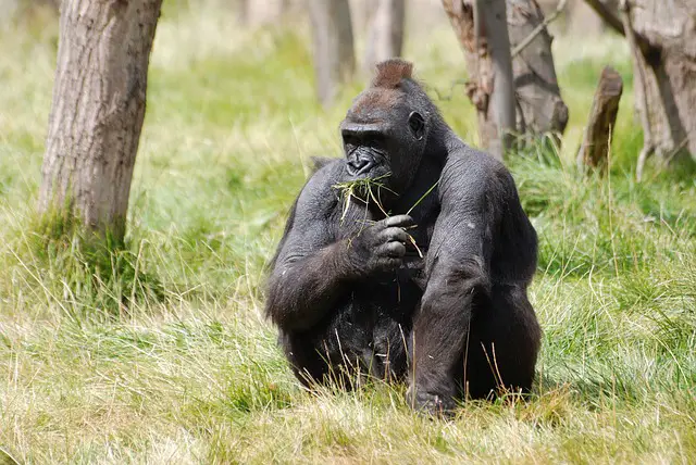 Mountain Gorilla Facts | Mountain Gorilla Habitat & Diet