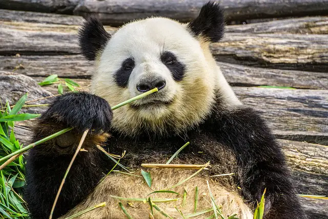 Panda Bear Facts For Kids | Amazing Giant Panda Bear Facts For Kids