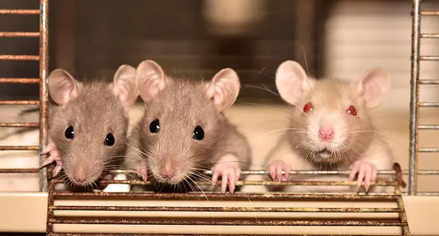 Rat Facts For Kids | What Do Rats Eat