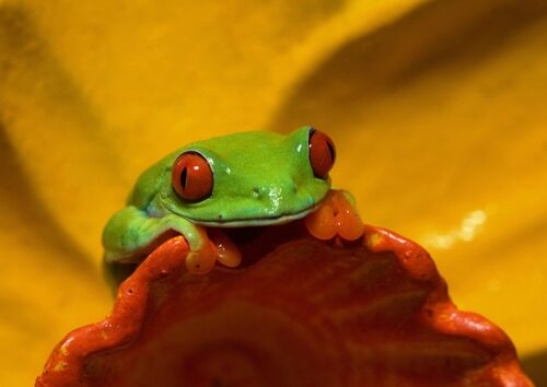 Red Eyed Tree Frog Facts For Kids | Red Eyed Tree Frog Habitat & Diet