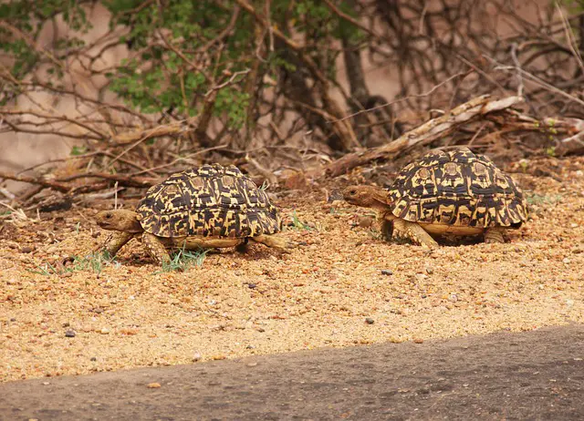 Desert Tortoise Facts | Desert Tortoise Habitat & Diet