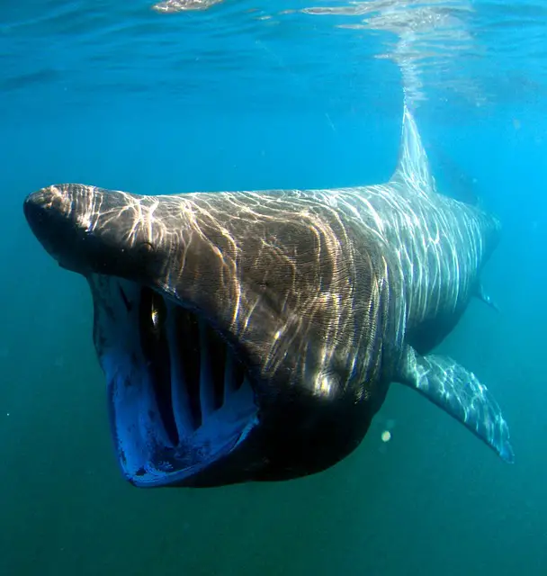 Basking Shark Facts | Basking Shark Habitat & Diet