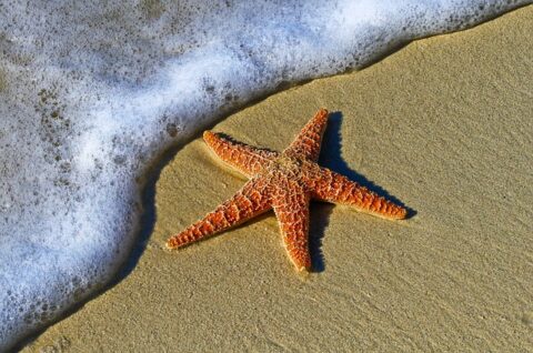 Starfish Facts For Kids Starfish Diet Habitat starfish-facts-for-kids-starfish-diet-habitat