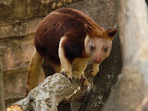 Tree Kangaroo Facts | Follow Me For Tree Kangaroo Diet & Habitat