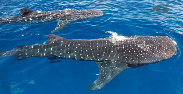 Whale shark diet