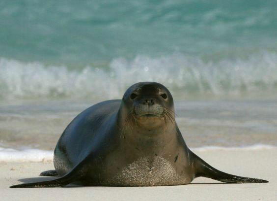 Hawaiian Monk Seal Facts Hawaiian Monk Seal Habitat Diet