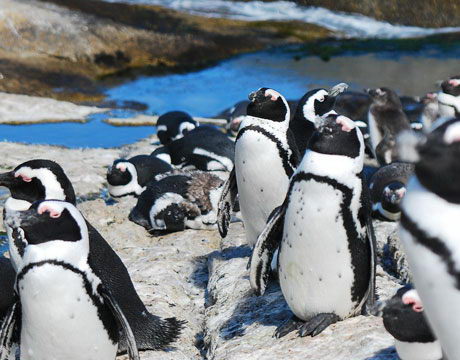 african penguin pictures