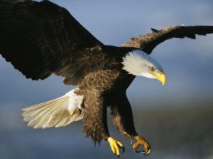 Bald Eagle Facts For Kids | Bald Eagle Diet | Bald Eagle Habitat