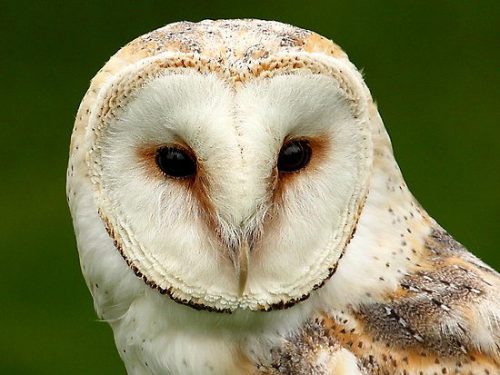 Barn Owl Facts For Kids | Barn Owl Diet & Habitat