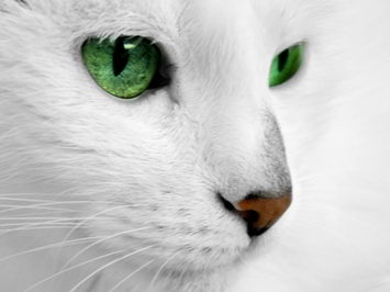 beautiful white cat - cat facts for kids