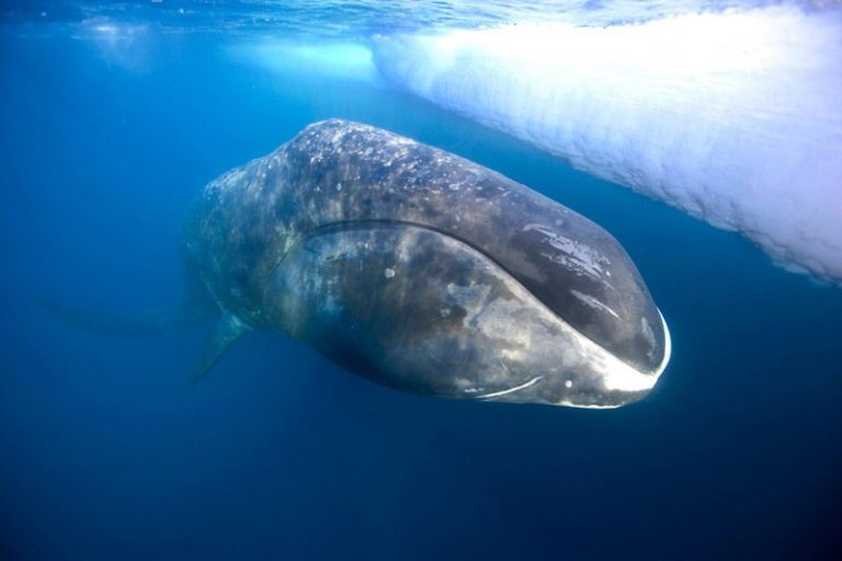 Bowhead Whale Facts | Bowhead Whale Diet & Habitat