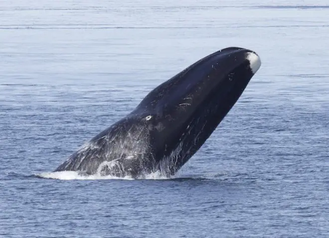 Bowhead Whale Facts | Bowhead Whale Diet & Habitat