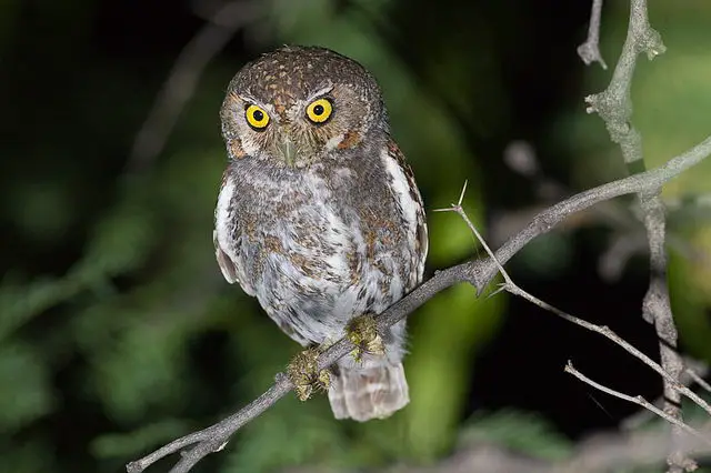 Elf Owl Facts | Elf Owl Diet and Habitat