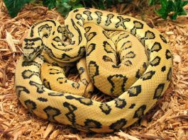 Facts About Snakes For Kids | Snake Diet & Habitat