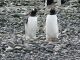 Gentoo Penguin Facts | Gentoo Penguins Diet & Habitat