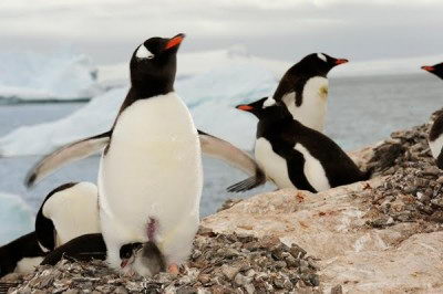 Gentoo Penguin Facts | Gentoo Penguins Diet & Habitat