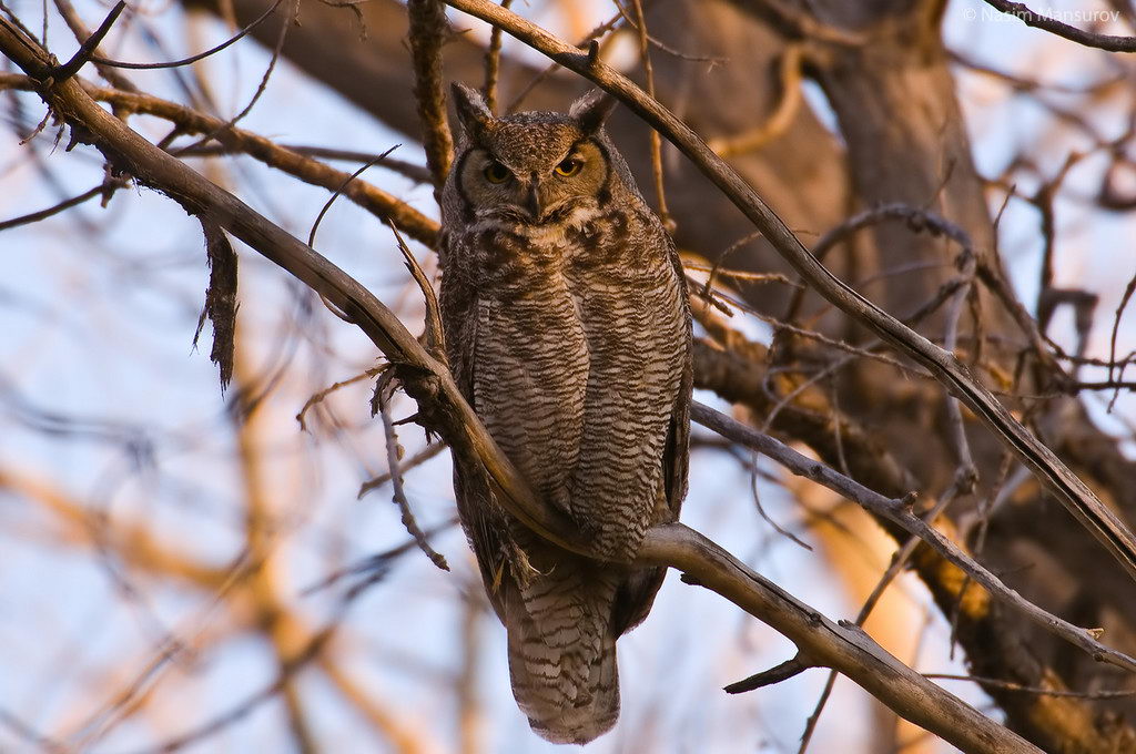Great Horned Owl Facts For Kids | Great Horned Owl Diet & Habitat