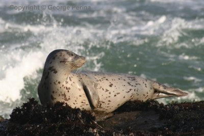 Harbor Seal Facts | Harbor Seal Diet & Habitat