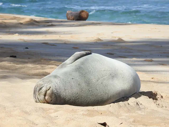 Hawaiian Monk Seal Facts | Hawaiian Monk Seal Habitat & Diet