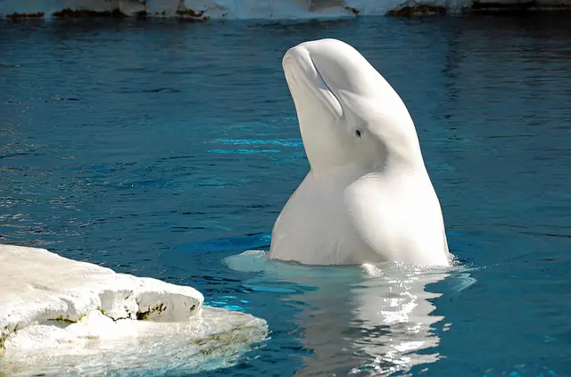 Beluga Whale Facts | Beluga Whale Diet & Habitat