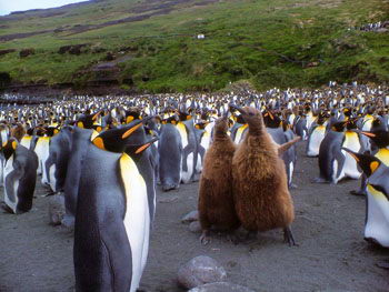 King Penguin Facts For Kids | King Penguin Diet & Habitat