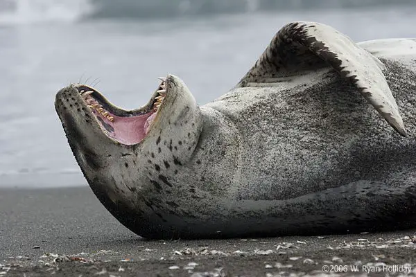 Leopard Seal Facts | Leopard Seal Diet & Habitat