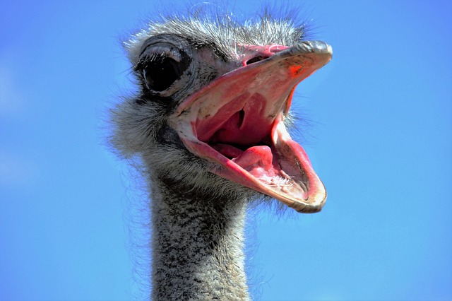 Ostrich Facts For Kids | Ostrich Diet & Habitat