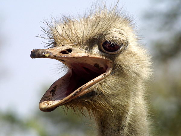 ostrich yelling