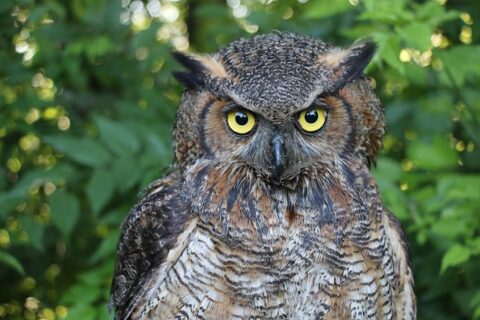 Great Horned Owl Facts For Kids | Great Horned Owl Diet & Habitat