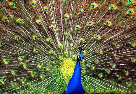 Peacock Facts For Kids | Peacock Diet & Habitat