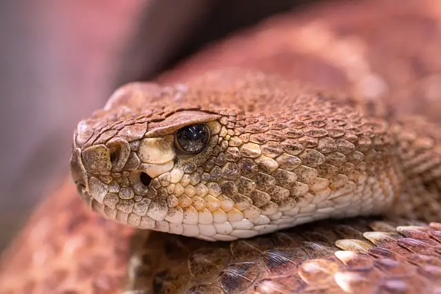 Rattlesnake Facts For Kids | Rattle Snake Diet & Habitat