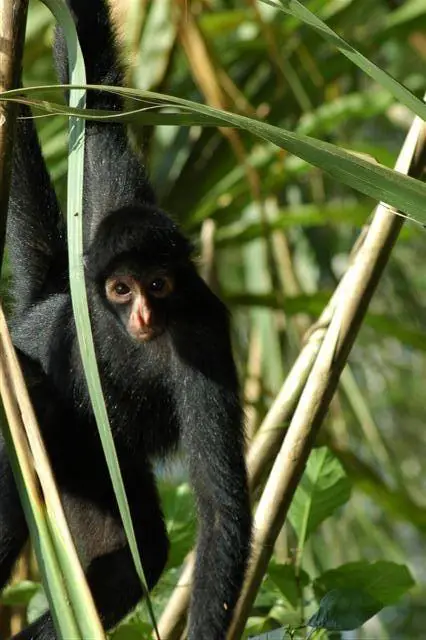 Spider Monkey Facts For Kids | Spider Monkey Diet & Habitat