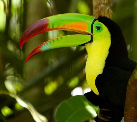 Toucan Facts For Kids | Toucan Diet & Habitat