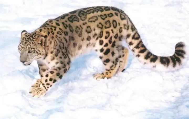 Endangered Snow leopard - Snow leopards facts